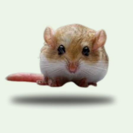 Roedores e Coelhos