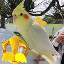 Arnês Ajustável e Conjunto de Trela Anti-Mordida