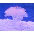 Coral Artificial Fluorescente para Aquário