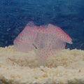 Coral Artificial Fluorescente para Aquário