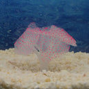 Coral Artificial Fluorescente para Aquário